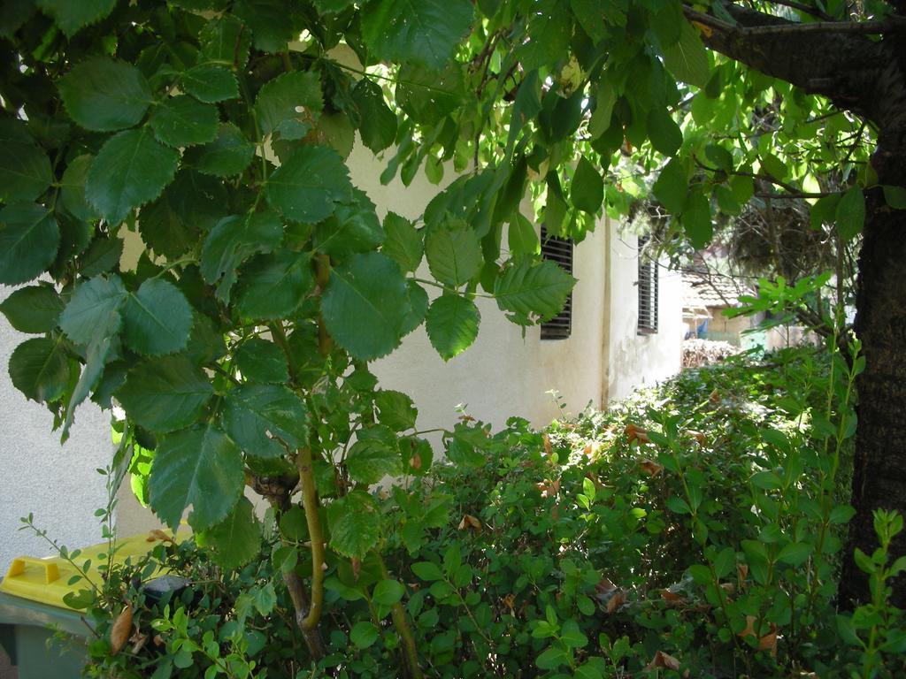 Przic House Apartment Negotin Exterior photo